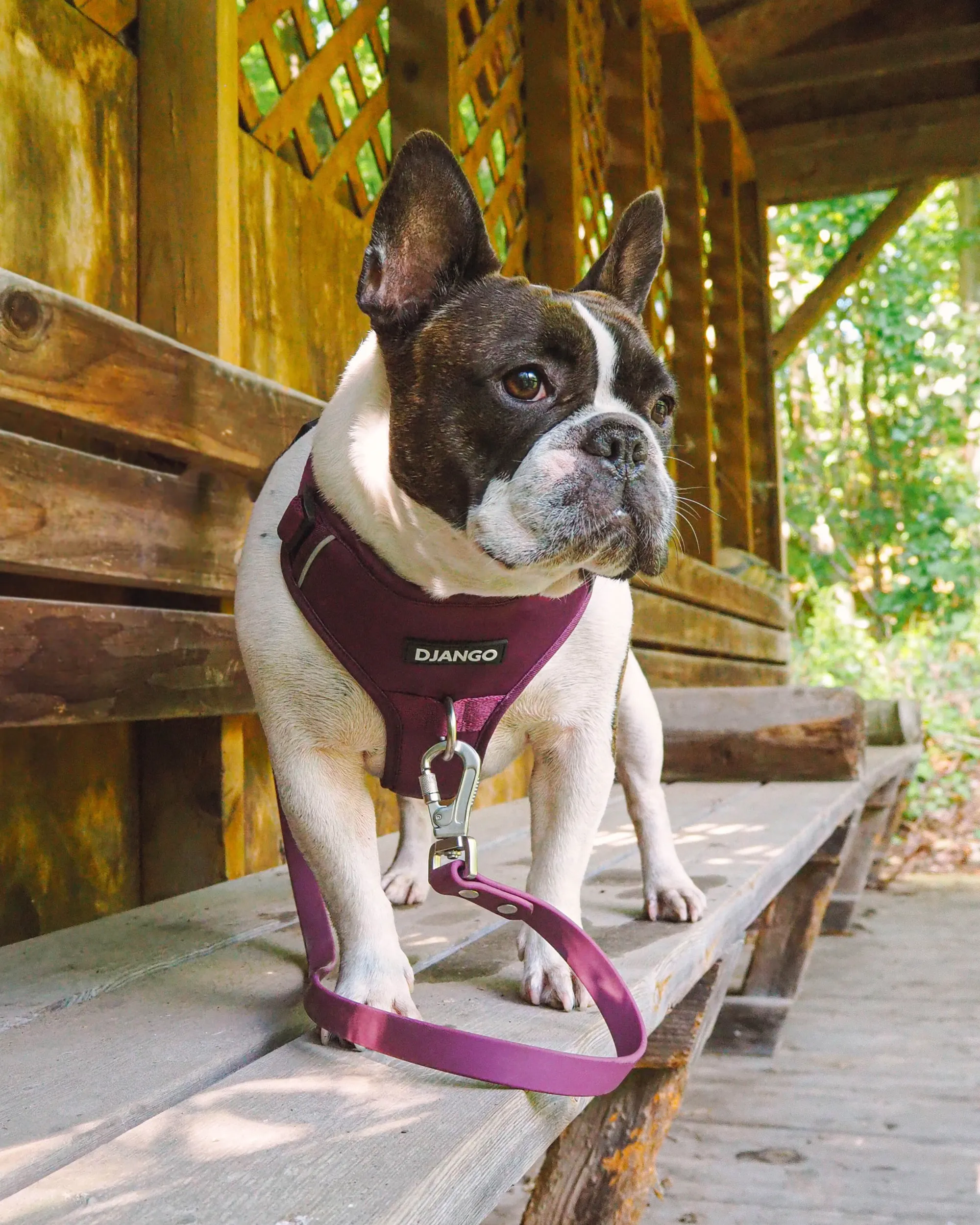 Tahoe Bundle — Harness, Leash, and Collar Set