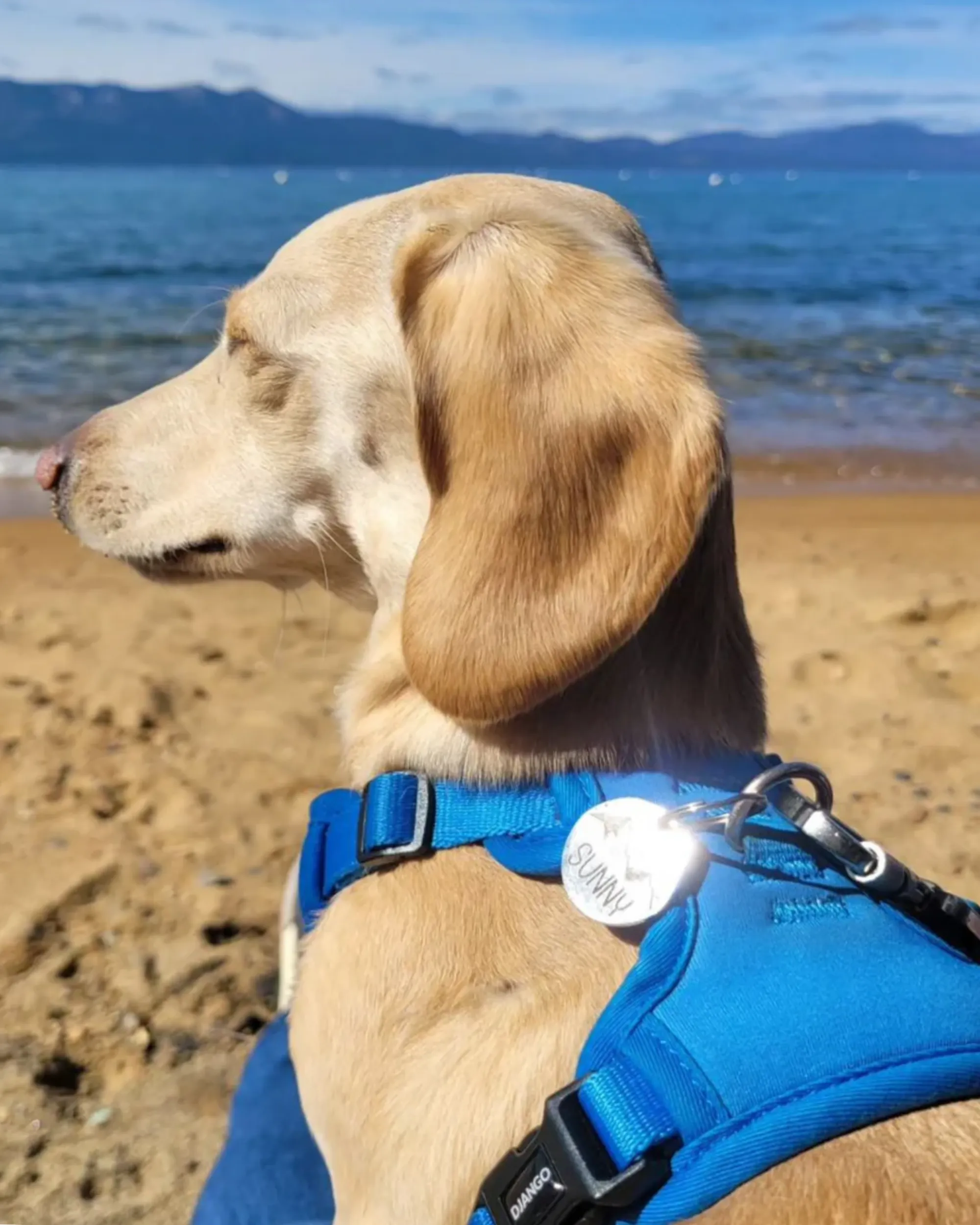Tahoe Bundle — Harness, Leash, and Collar Set