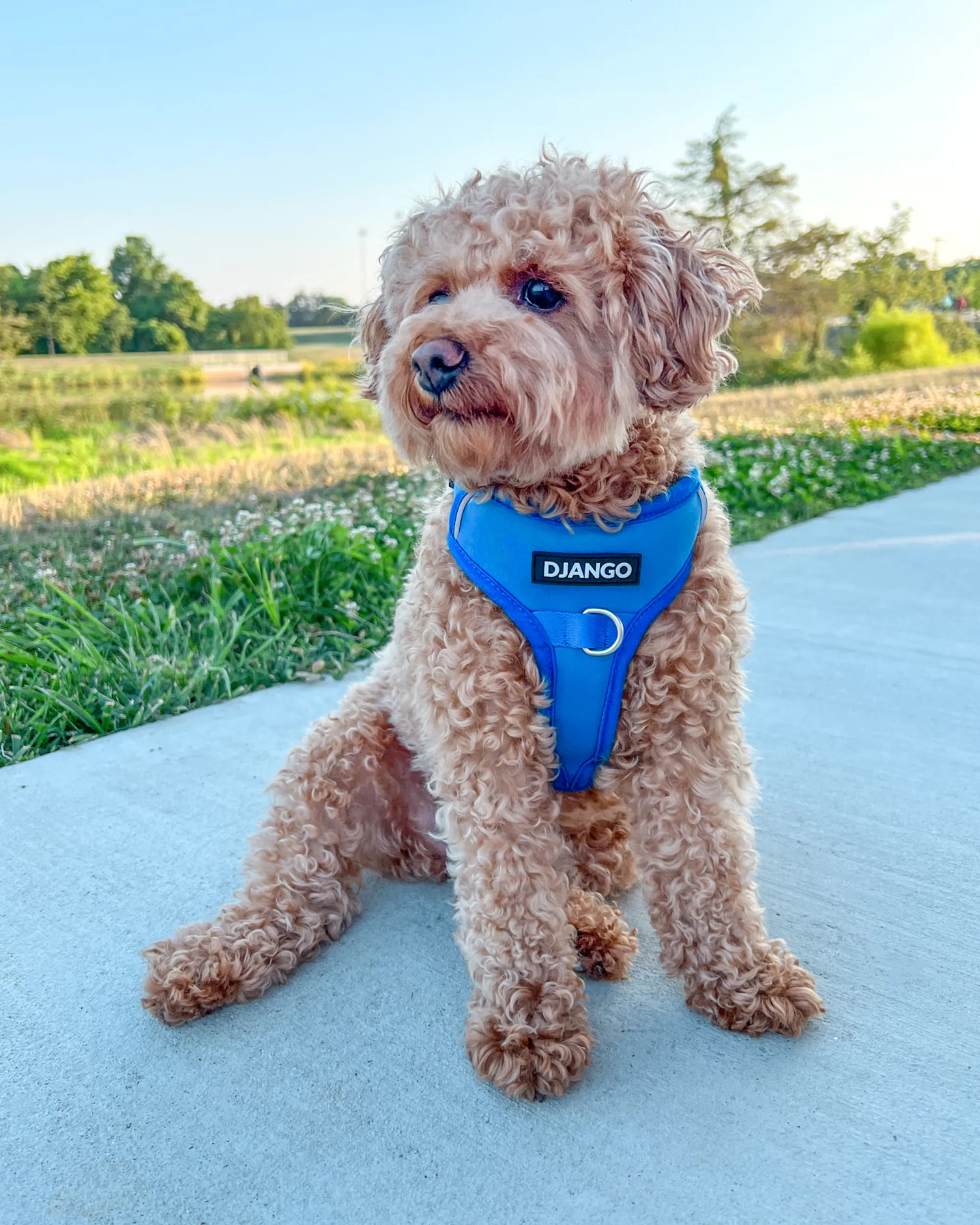 Tahoe Bundle — Harness, Leash, and Collar Set