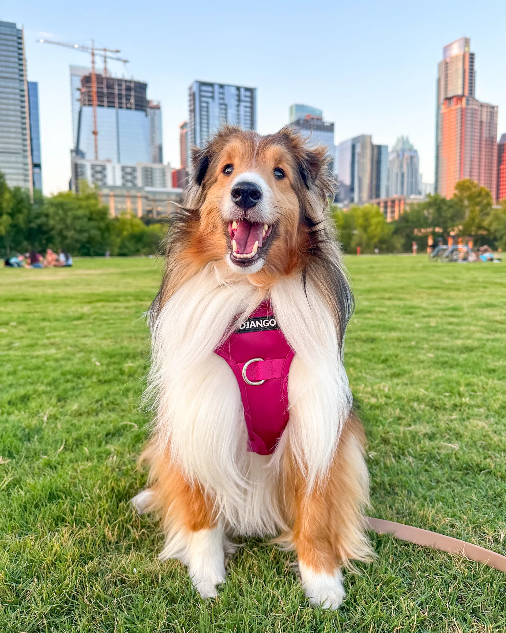 Tahoe Bundle — Harness, Leash, and Collar Set