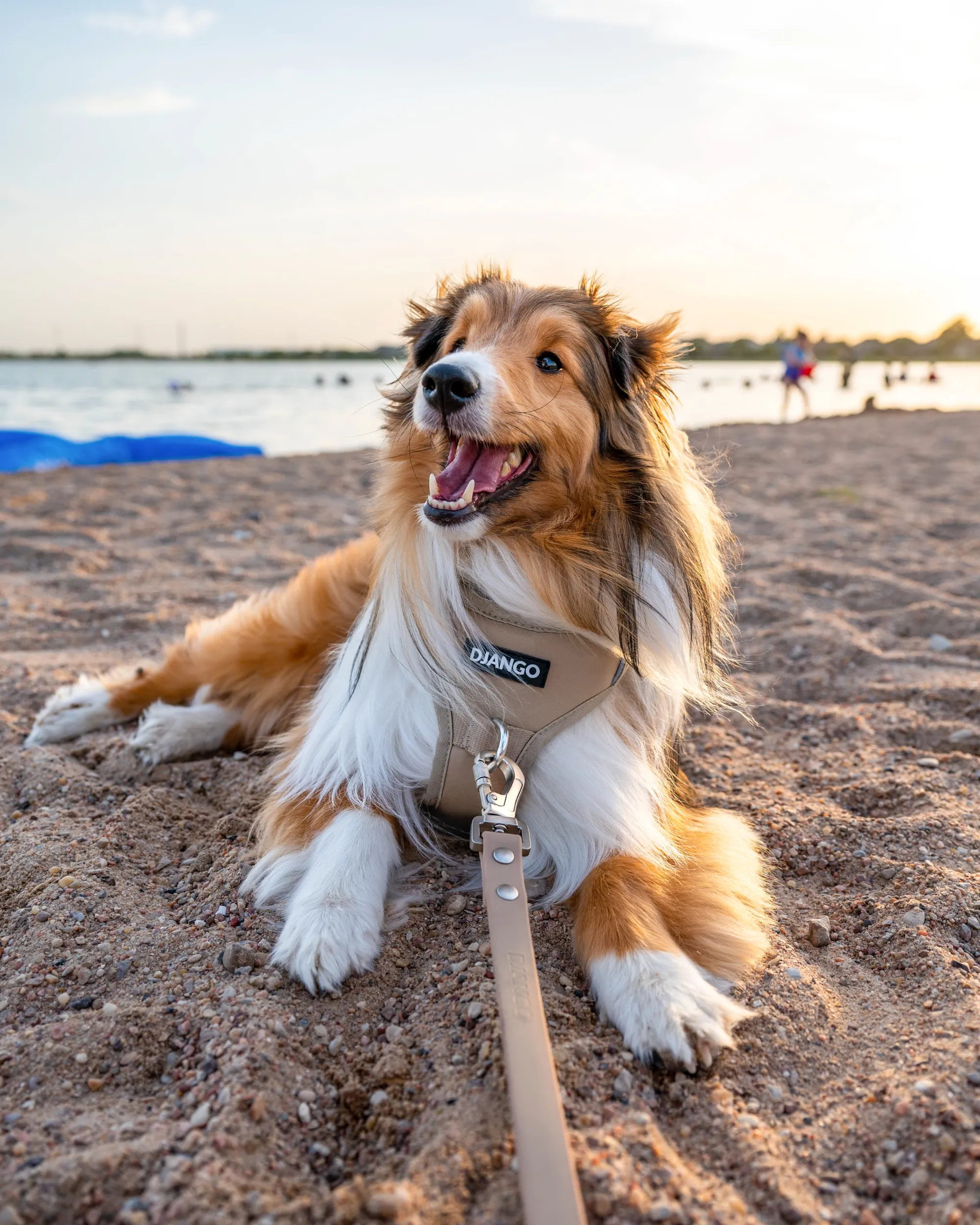 Tahoe Bundle — Harness, Leash, and Collar Set