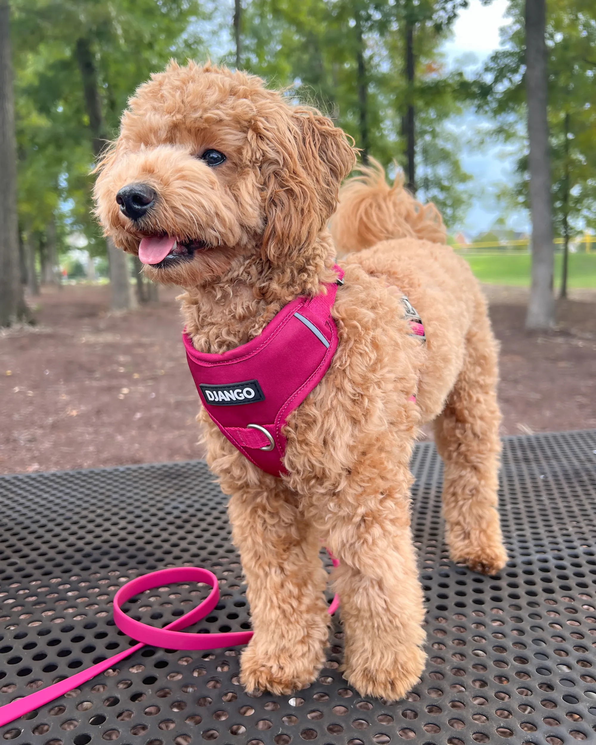 Tahoe Bundle — Harness, Leash, and Collar Set