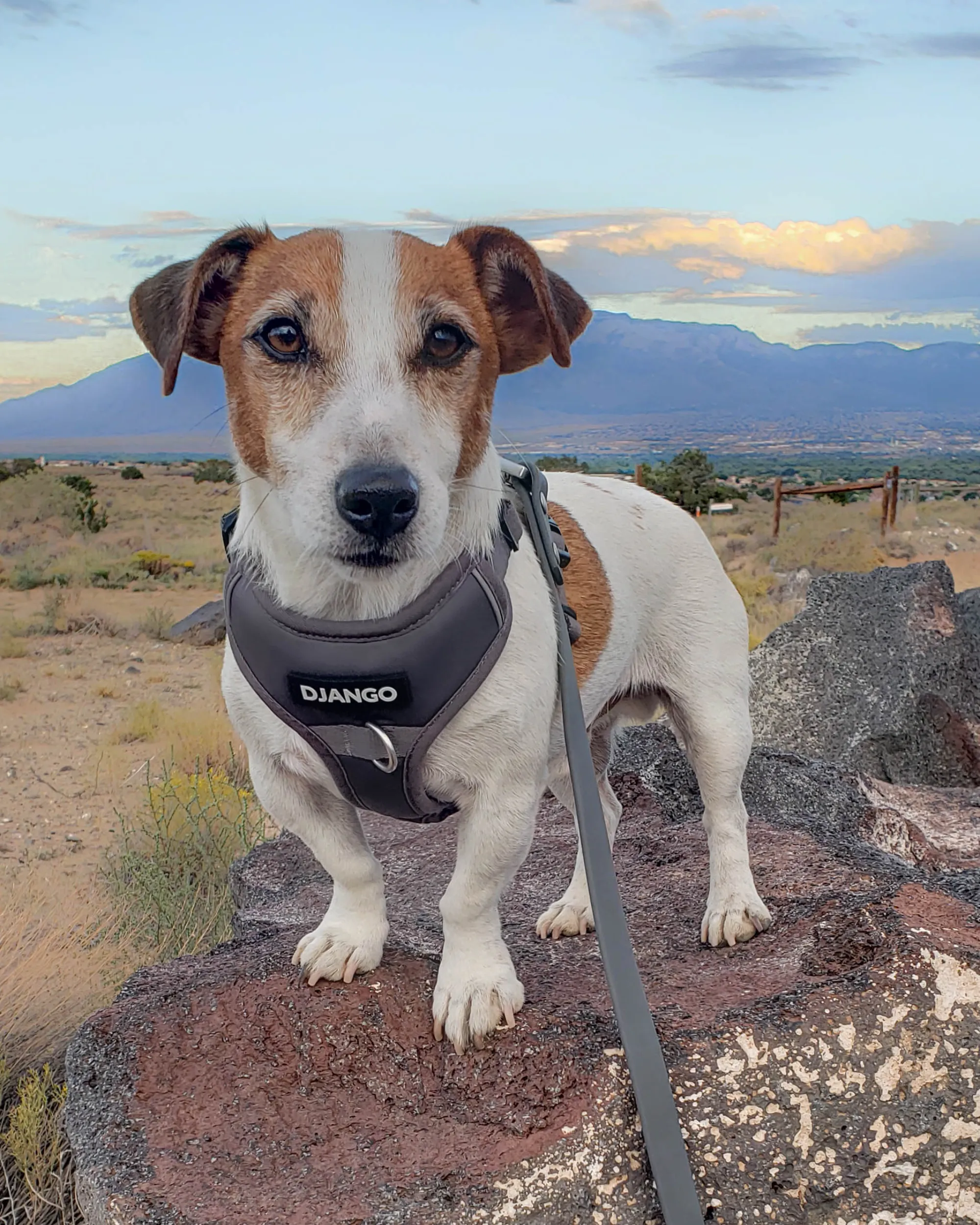 Tahoe Bundle — Harness, Leash, and Collar Set