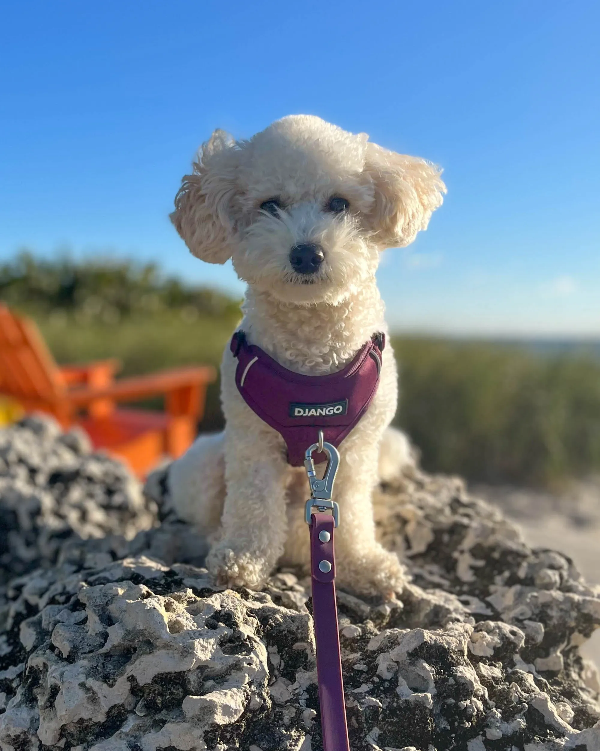 Tahoe Bundle — Harness, Leash, and Collar Set