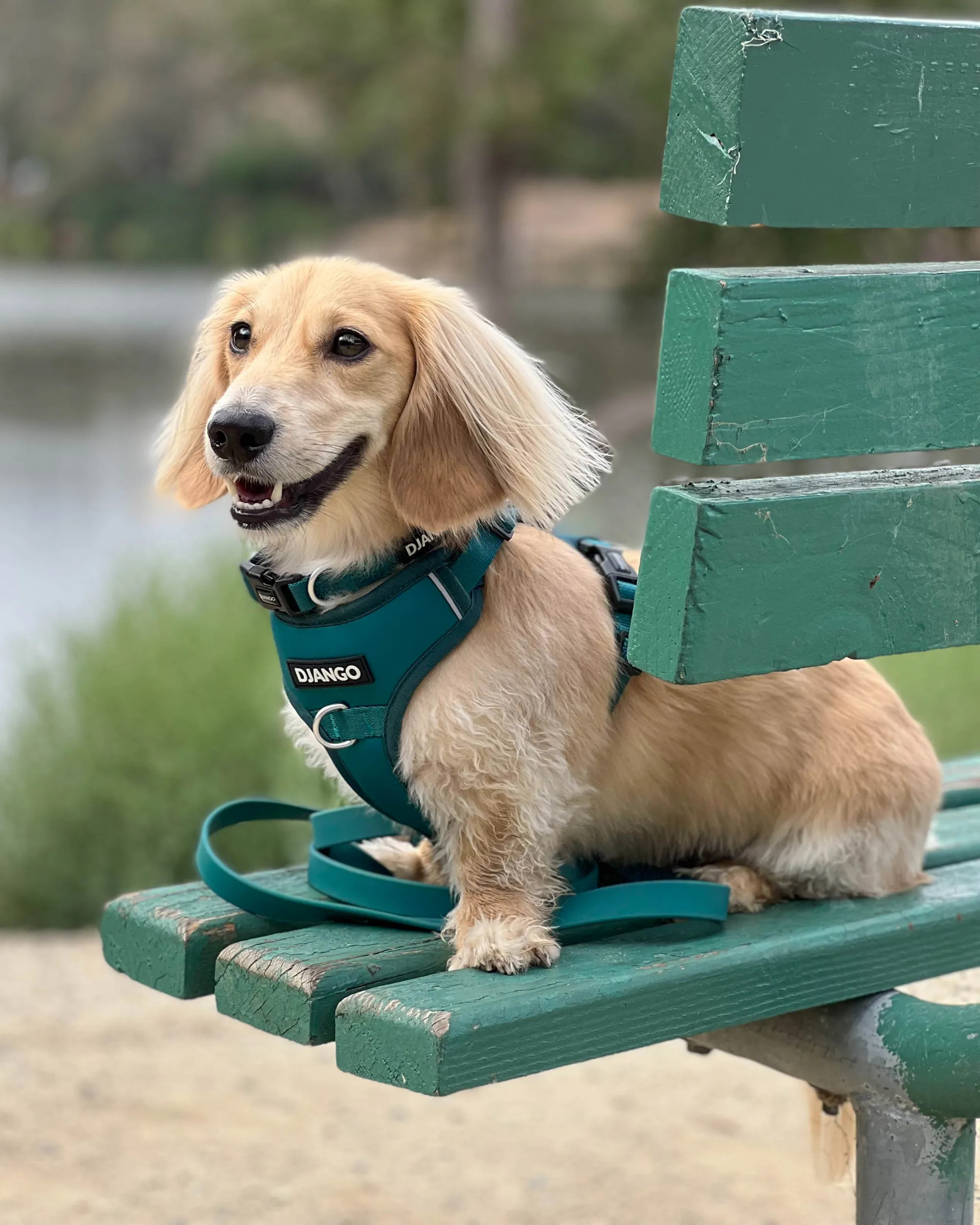 Tahoe Bundle — Harness, Leash, and Collar Set