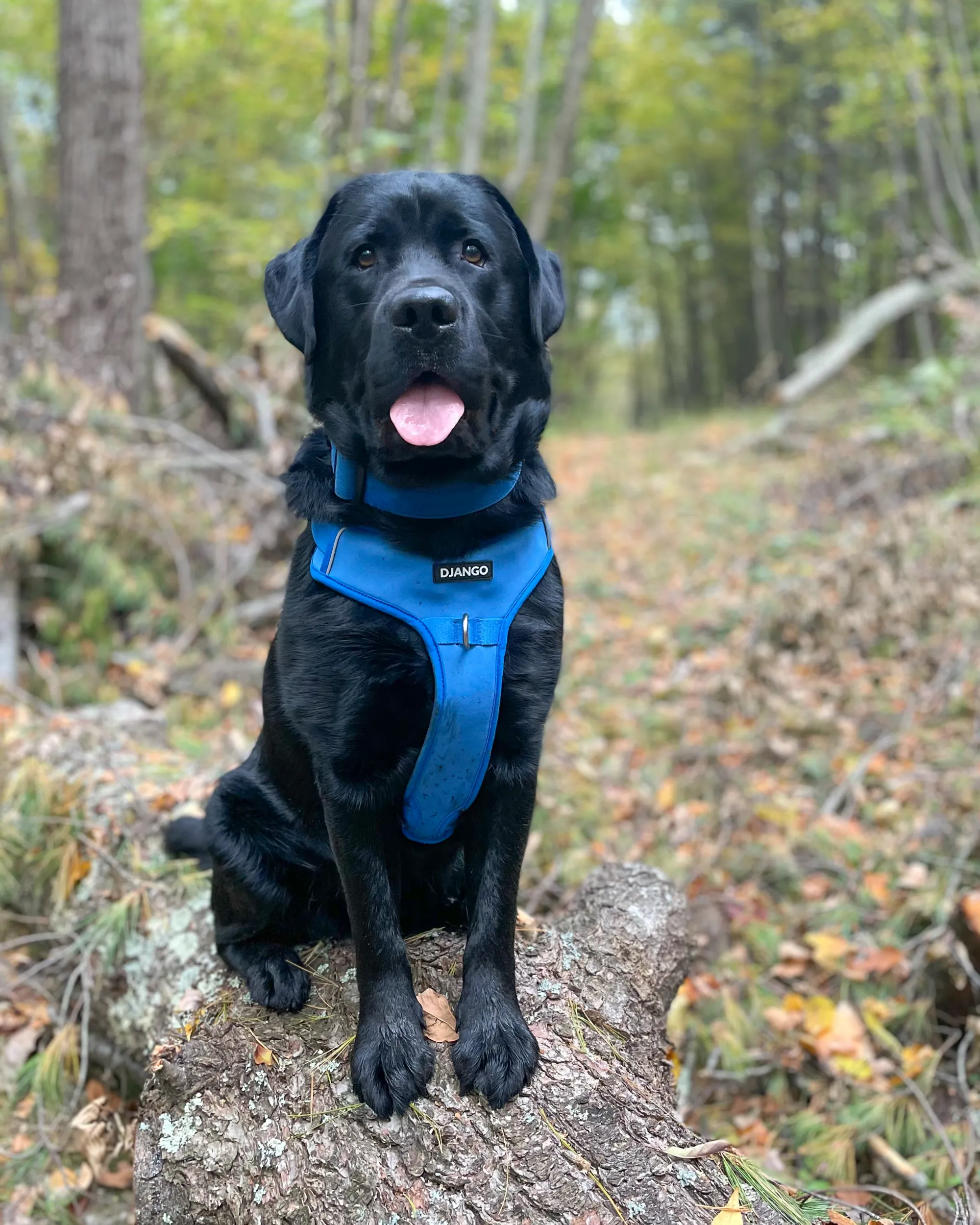 Tahoe Bundle — Harness, Leash, and Collar Set