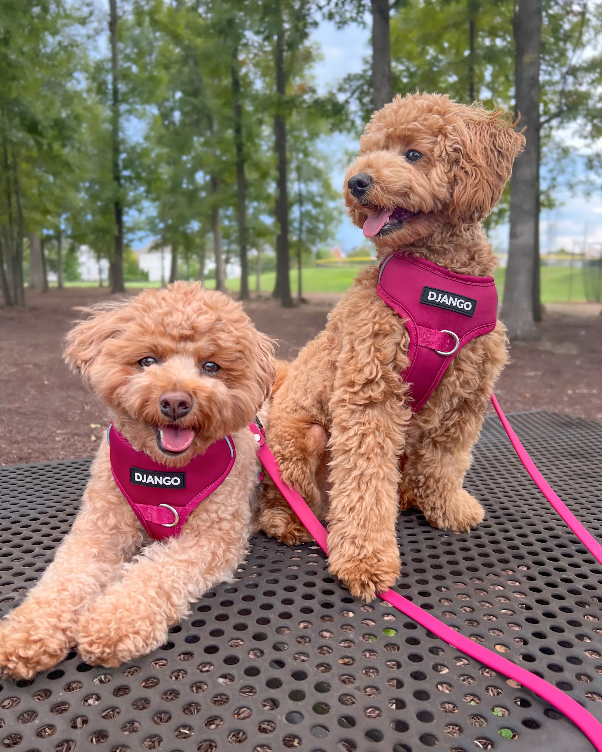 Tahoe Bundle — Harness, Leash, and Collar Set