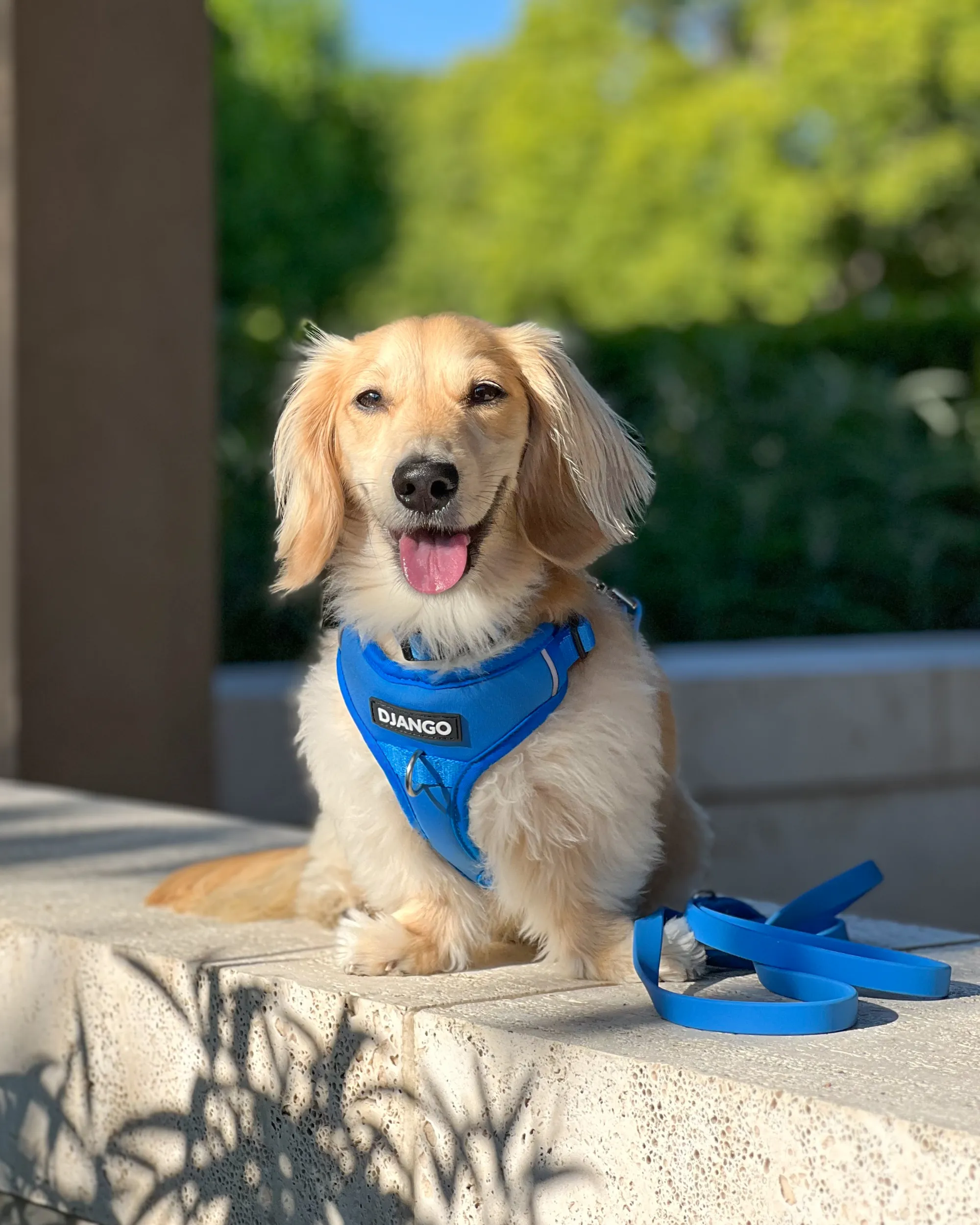 Tahoe Bundle — Harness, Leash, and Collar Set