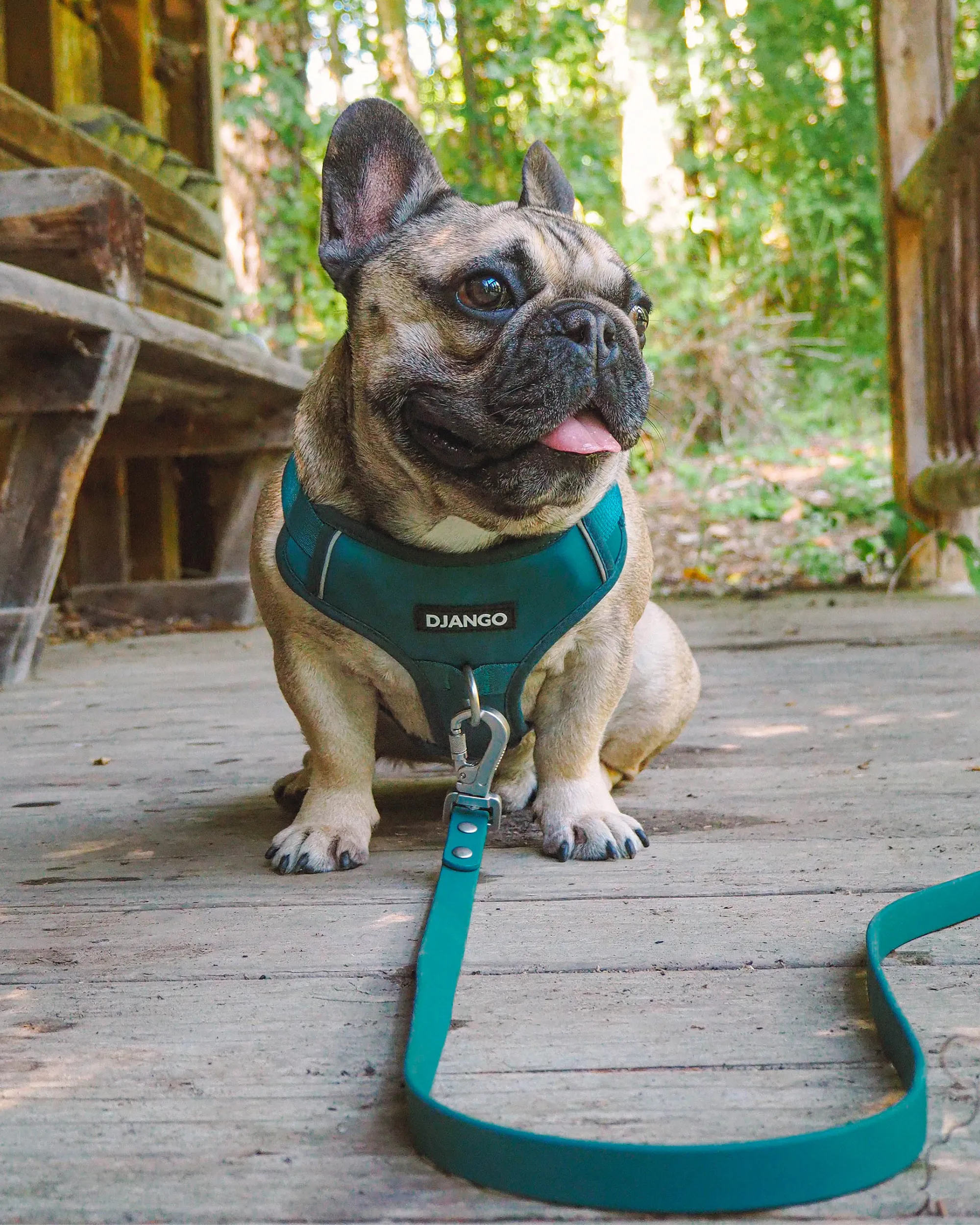 Tahoe Bundle — Harness, Leash, and Collar Set