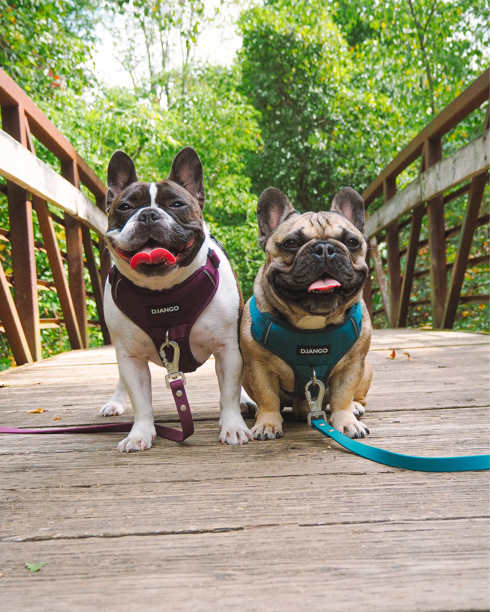 Tahoe Bundle — Harness, Leash, and Collar Set