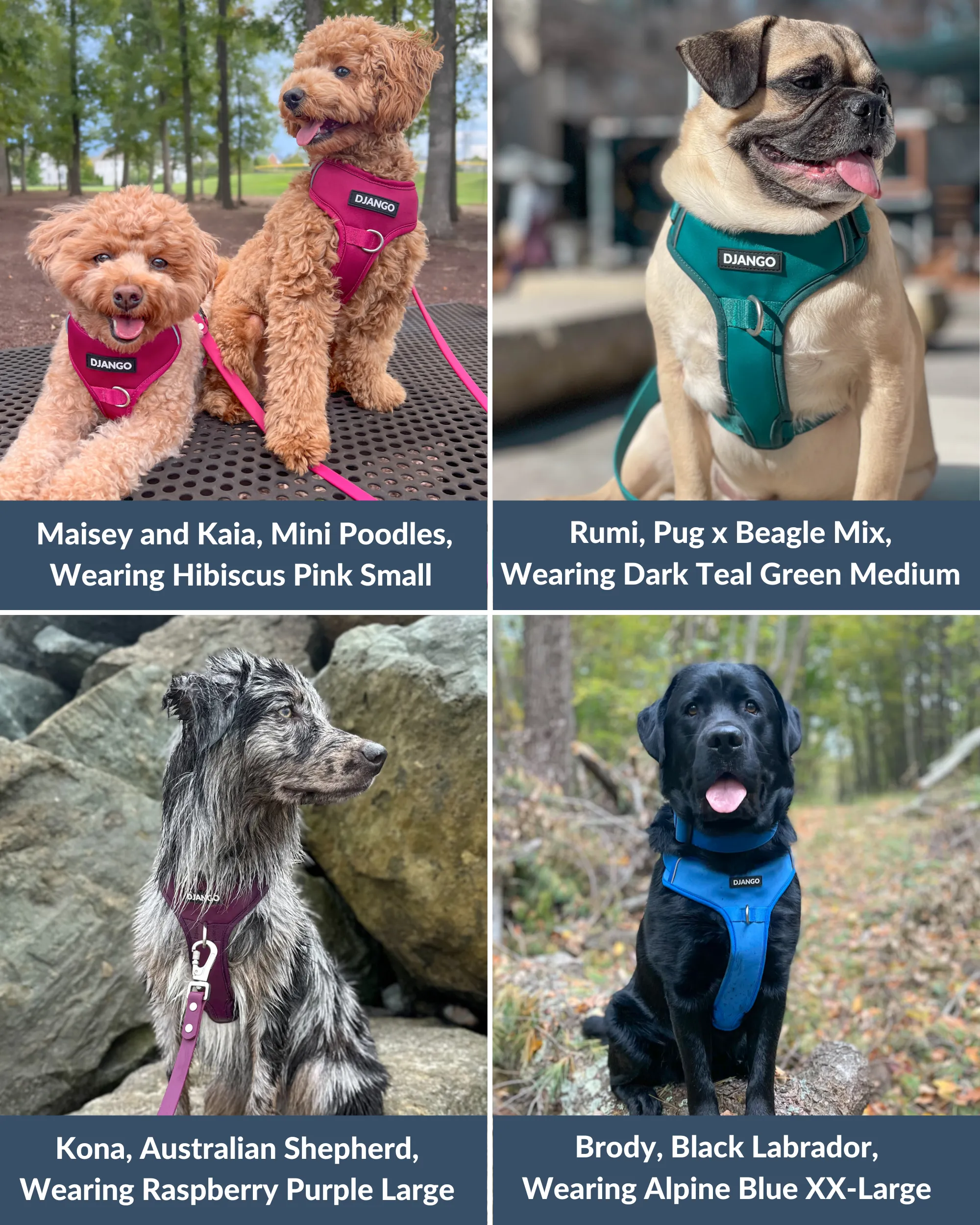 Tahoe Bundle — Harness, Leash, and Collar Set