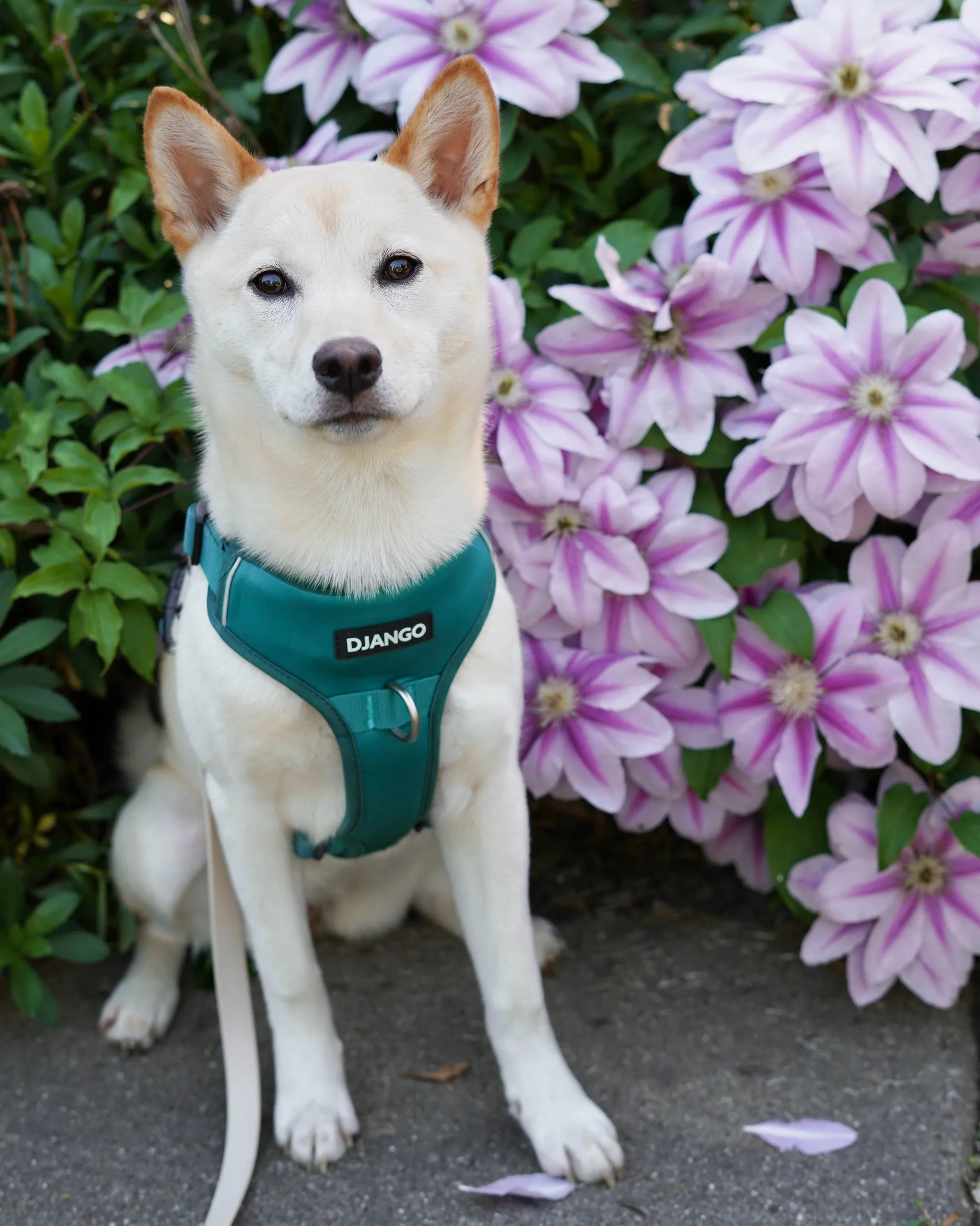 Tahoe Bundle — Harness, Leash, and Collar Set