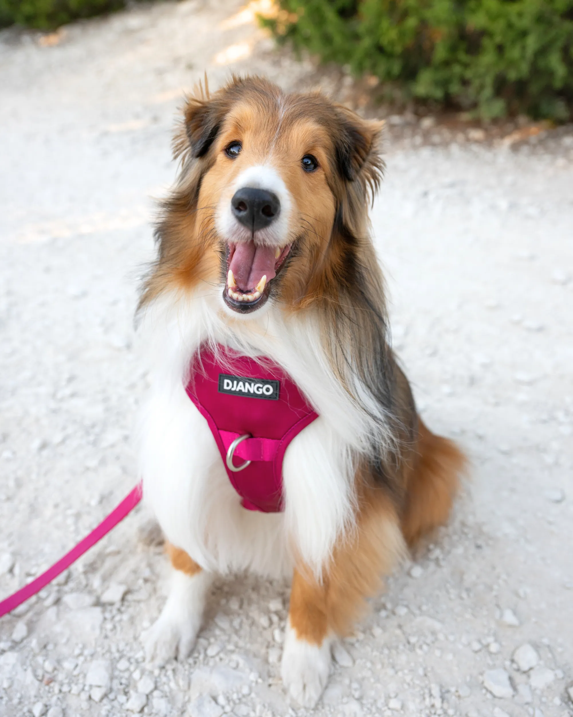 Tahoe Bundle — Harness, Leash, and Collar Set