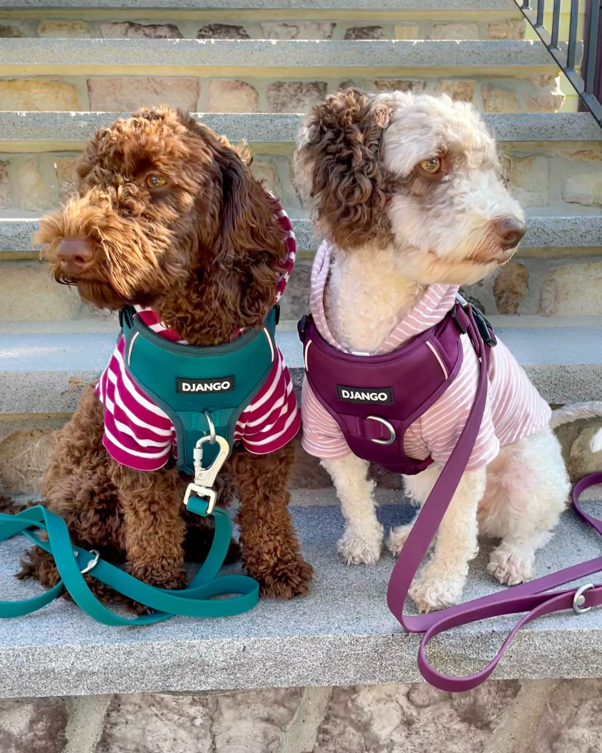 Tahoe Bundle — Harness, Leash, and Collar Set