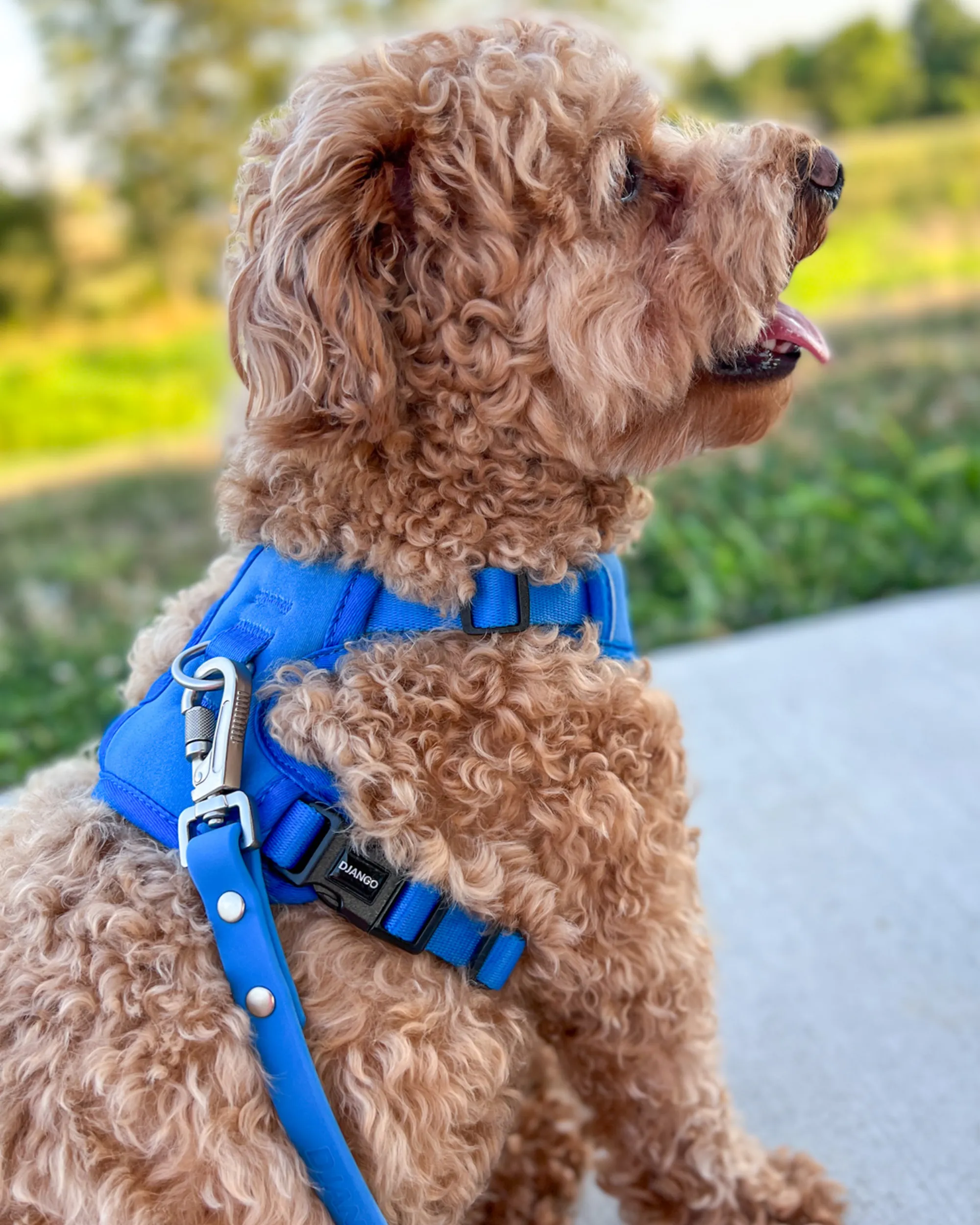 Tahoe Bundle — Harness, Leash, and Collar Set