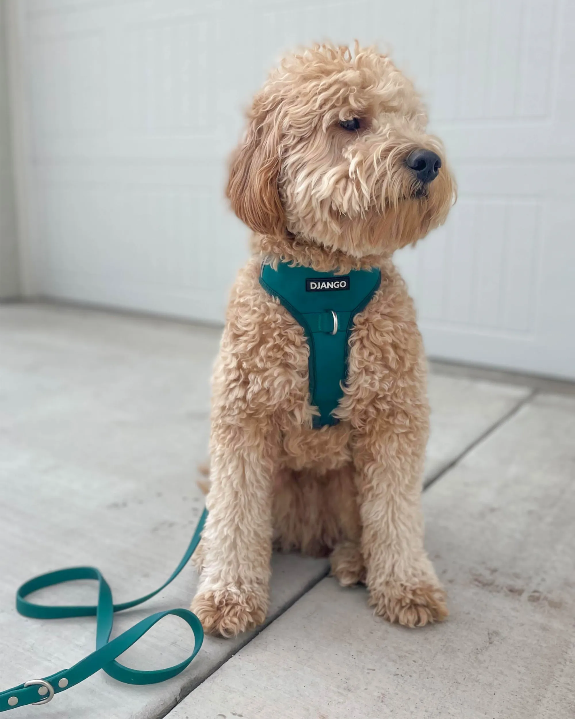 Tahoe Bundle — Harness, Leash, and Collar Set