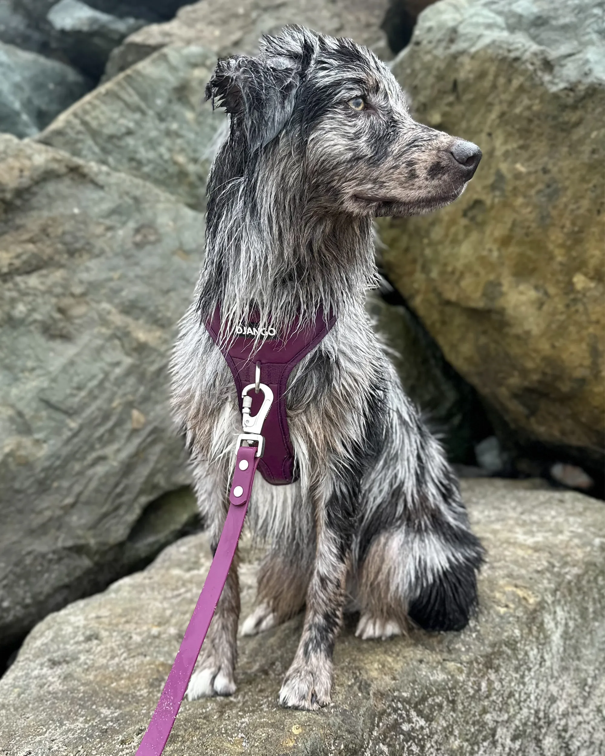 Tahoe Bundle — Harness, Leash, and Collar Set