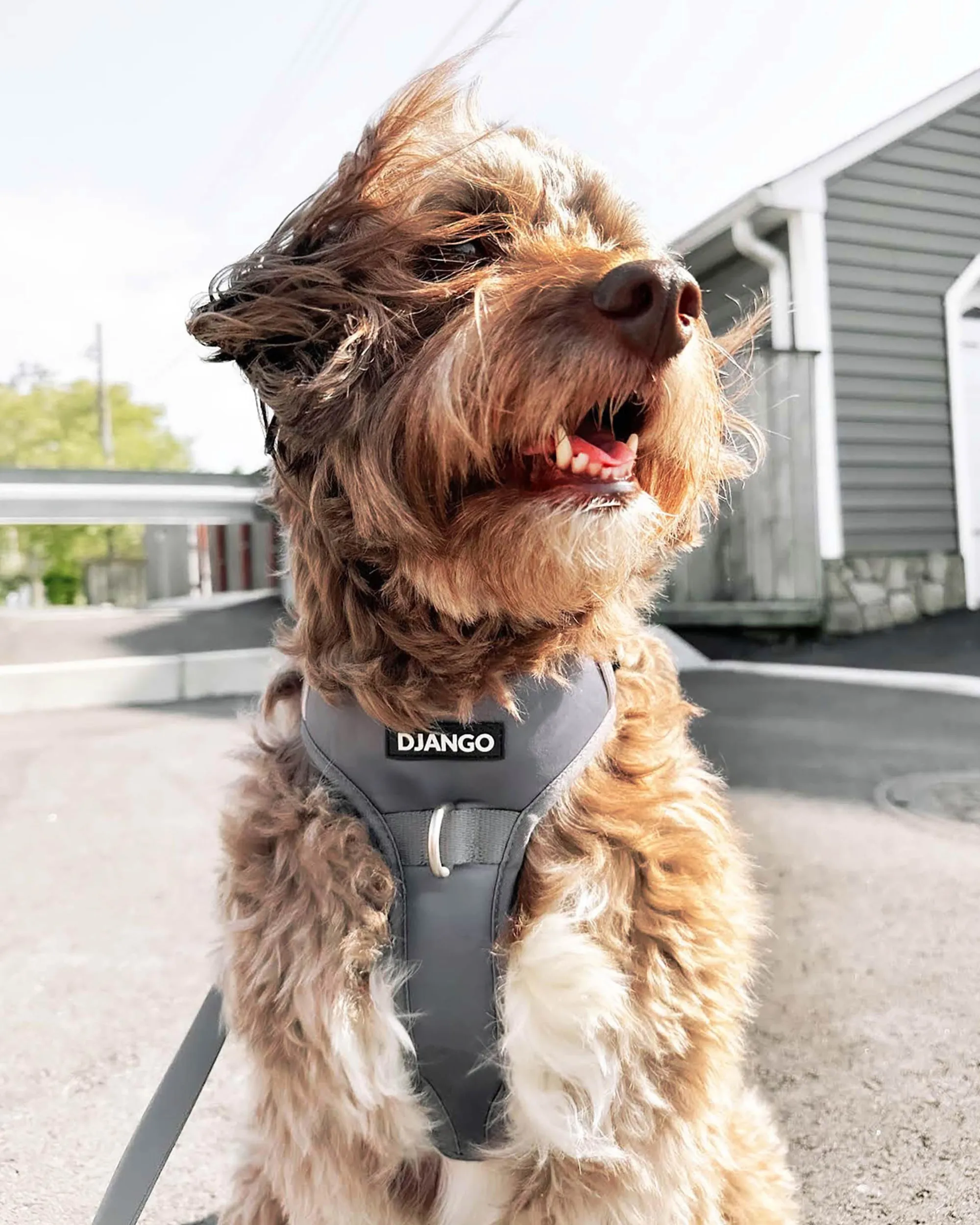 Tahoe Bundle — Harness, Leash, and Collar Set