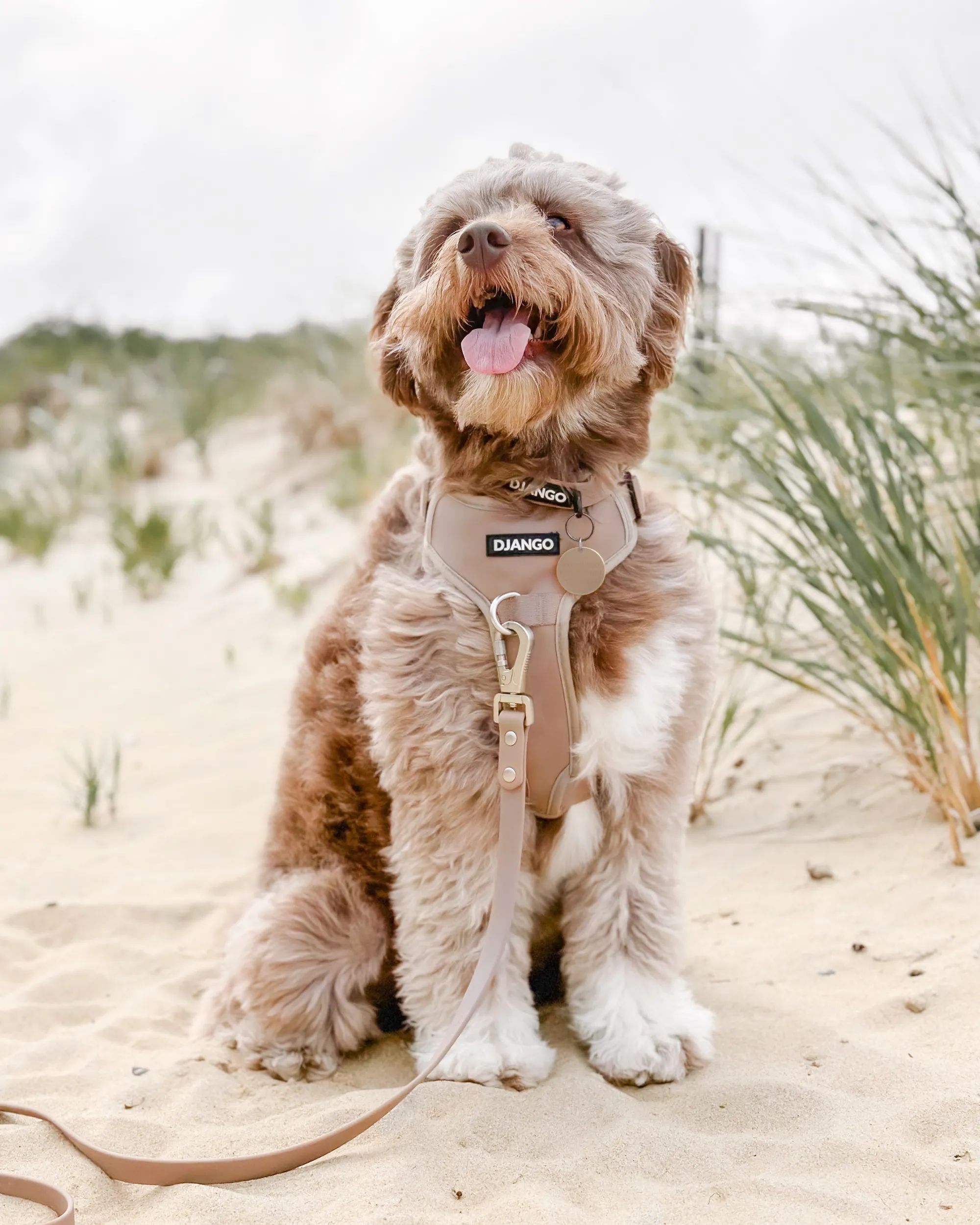 Tahoe Bundle — Harness, Leash, and Collar Set