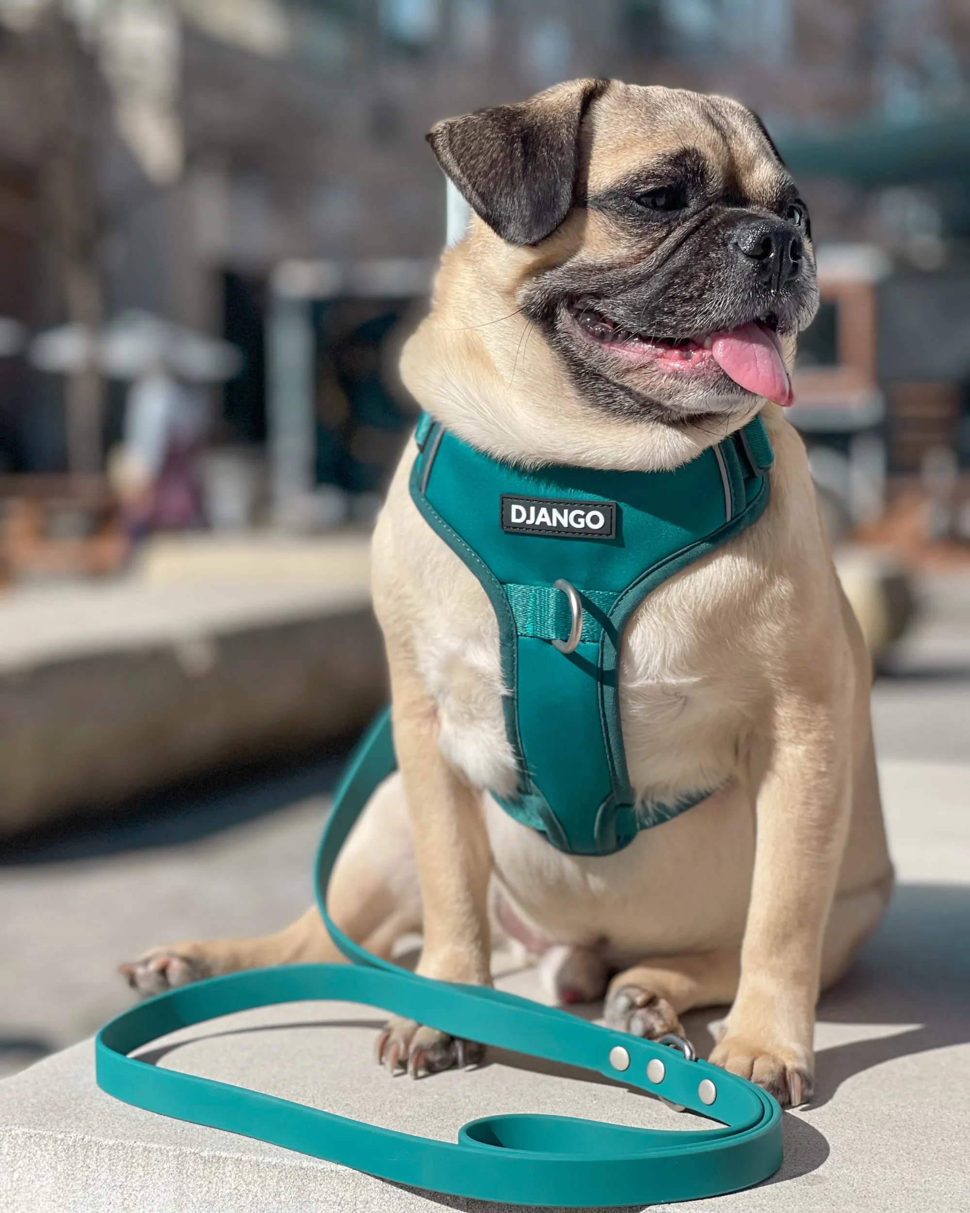 Tahoe Bundle — Harness, Leash, and Collar Set