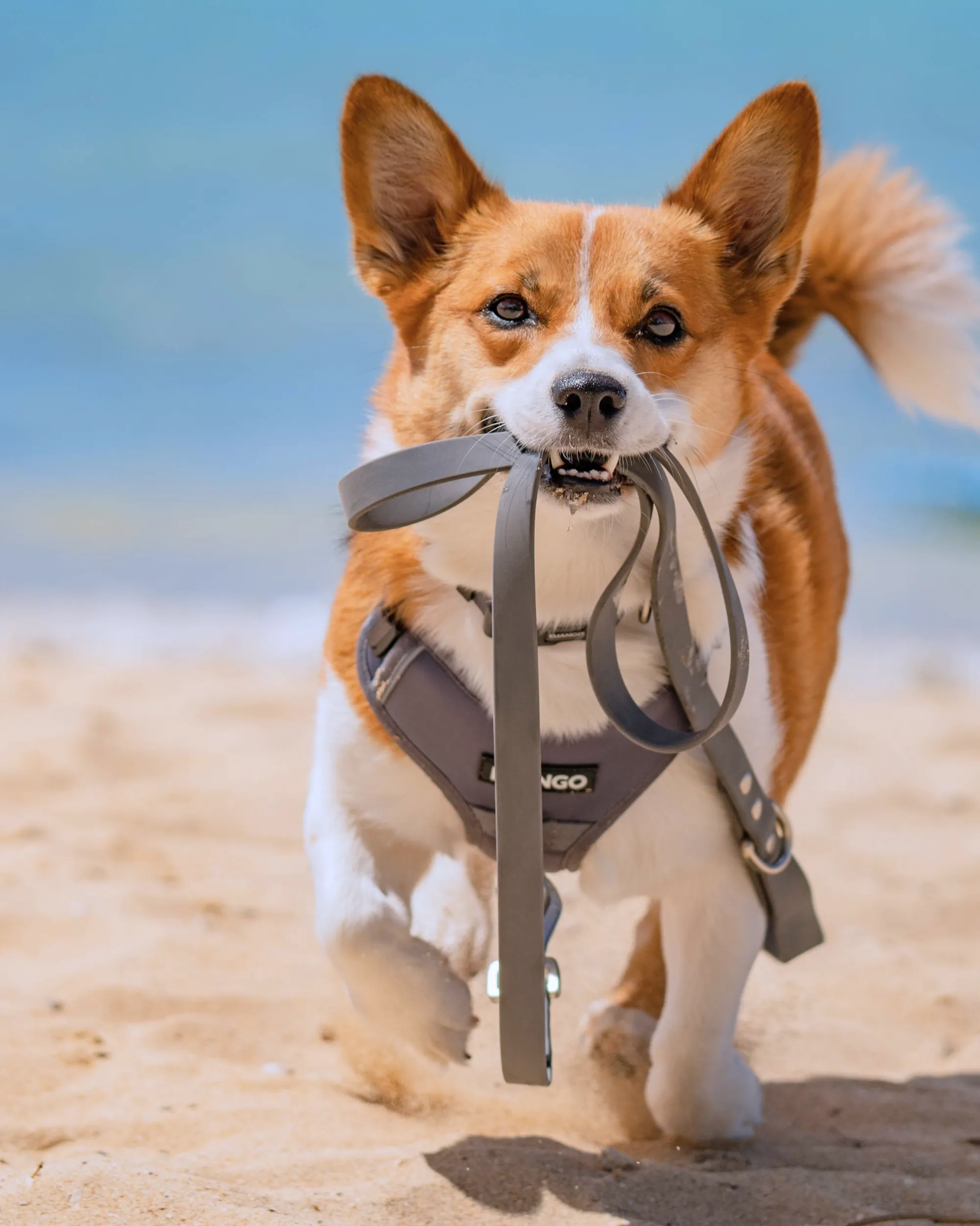Tahoe Bundle — Harness, Leash, and Collar Set