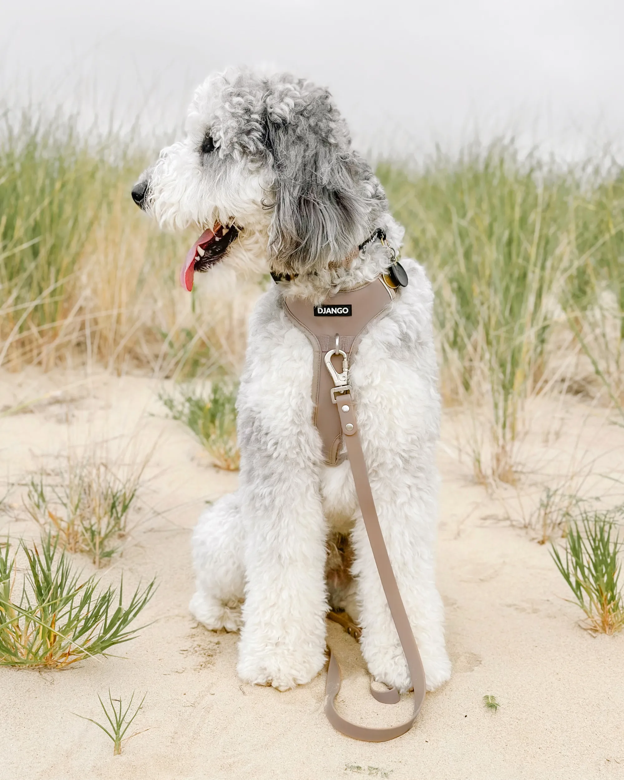 Tahoe Bundle — Harness, Leash, and Collar Set