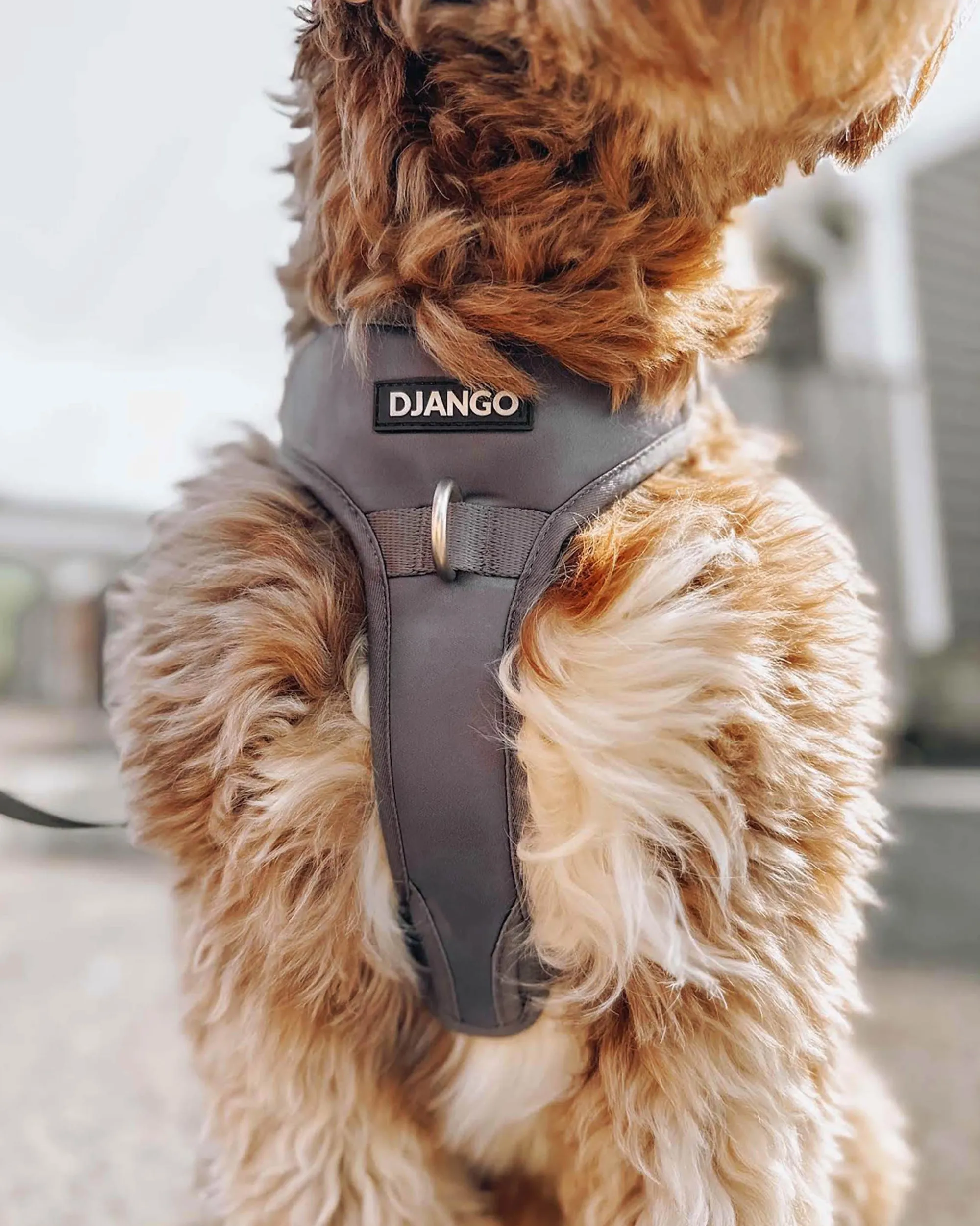 Tahoe Bundle — Harness, Leash, and Collar Set