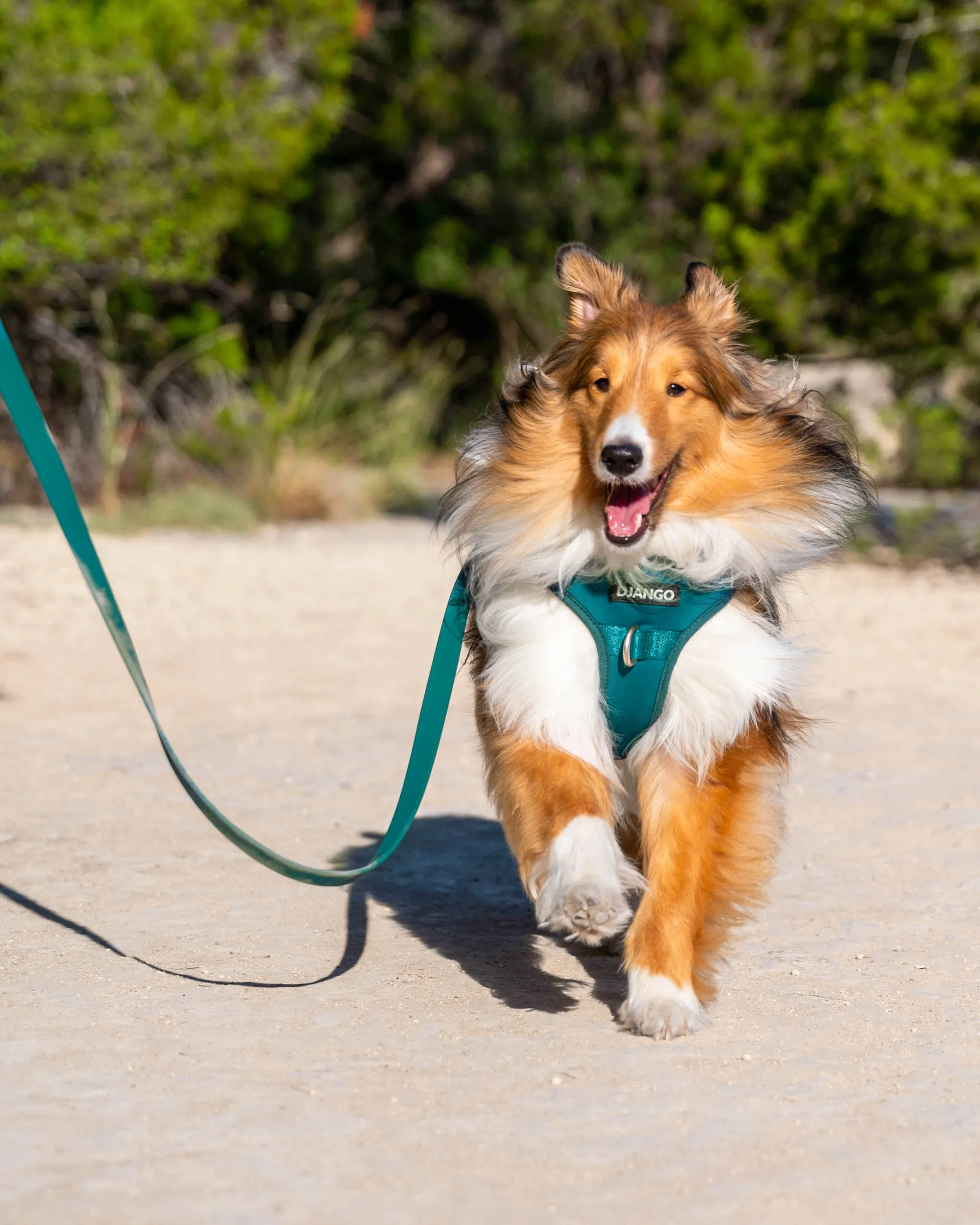 Tahoe Bundle — Harness, Leash, and Collar Set