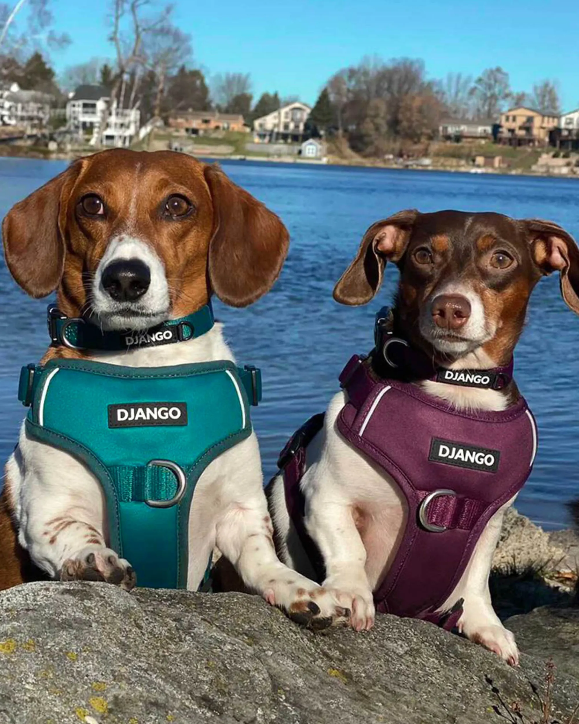 Tahoe Bundle — Harness, Leash, and Collar Set