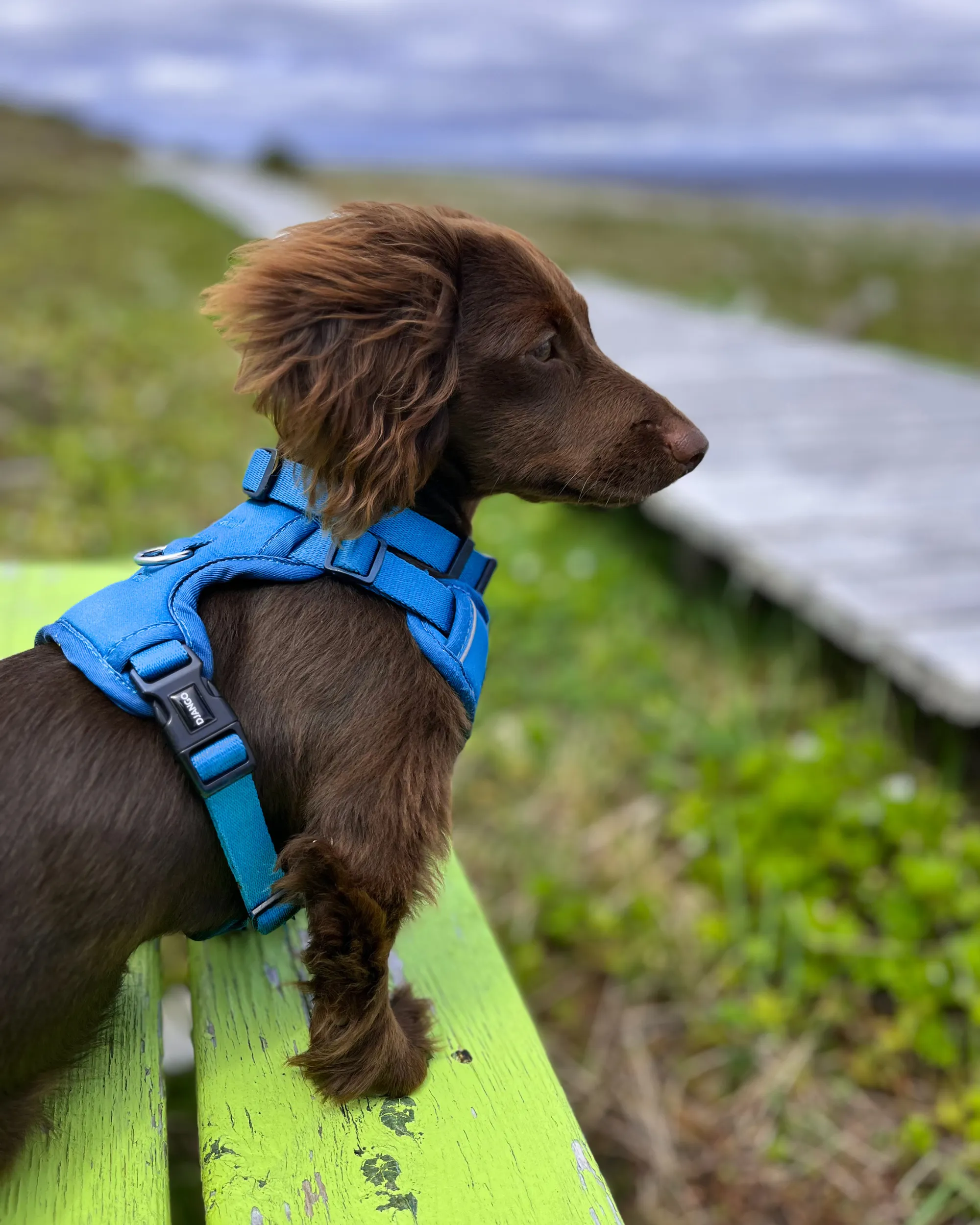 Tahoe Bundle — Harness, Leash, and Collar Set