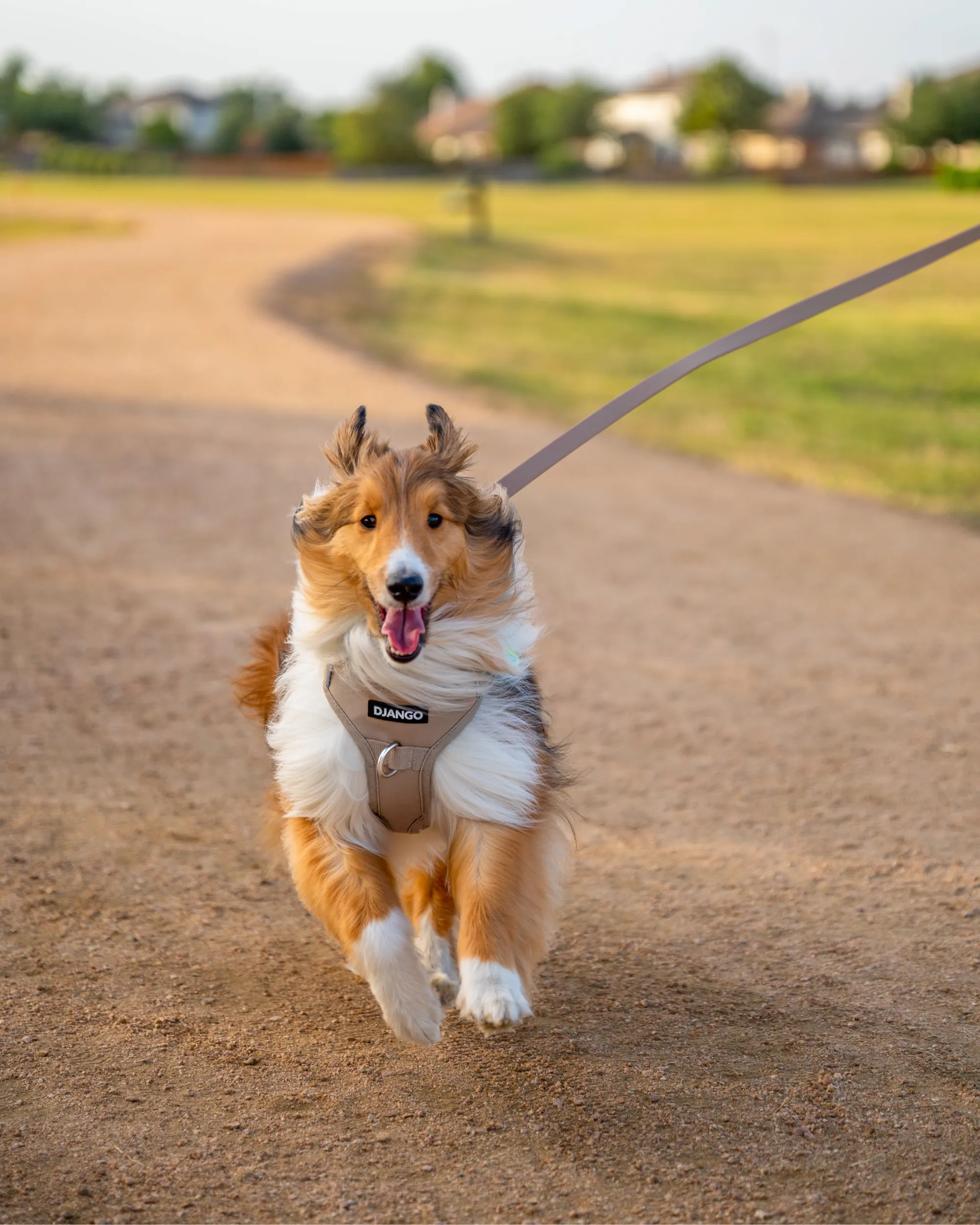 Tahoe Bundle — Harness, Leash, and Collar Set